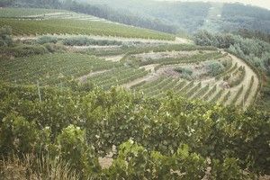 Bodegas El Paraguas