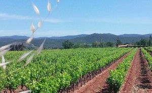 Cellier Saint Sidoine-Provence