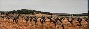 Raúl Calvo Bodegas