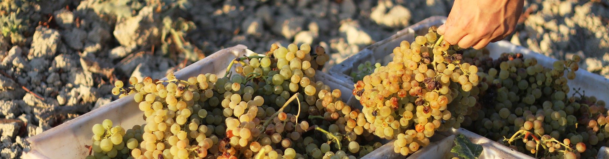 Fotografia uvas